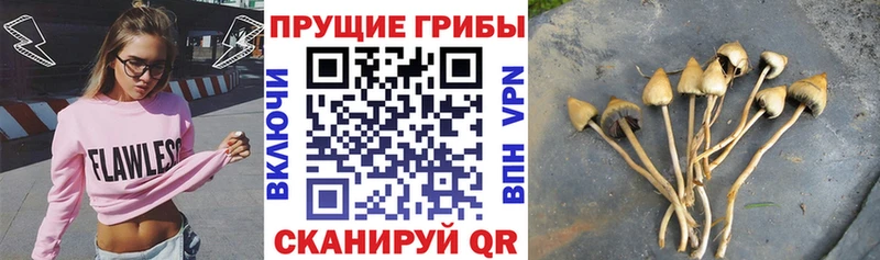 Псилоцибиновые грибы мицелий  Купить где  Тамбов 